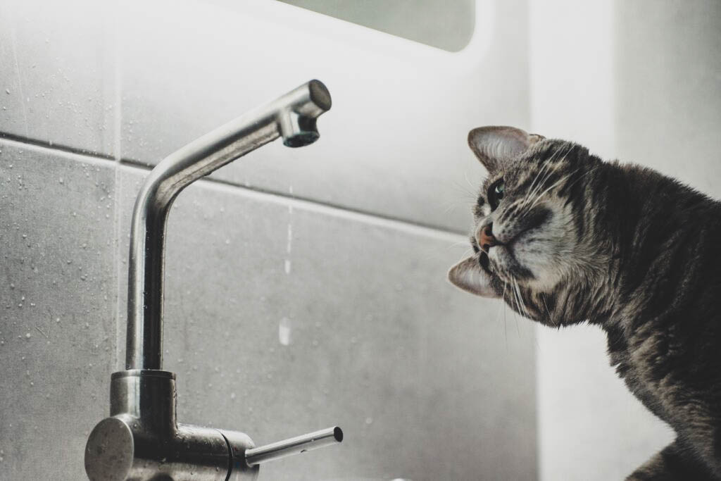 cat in front of faucet