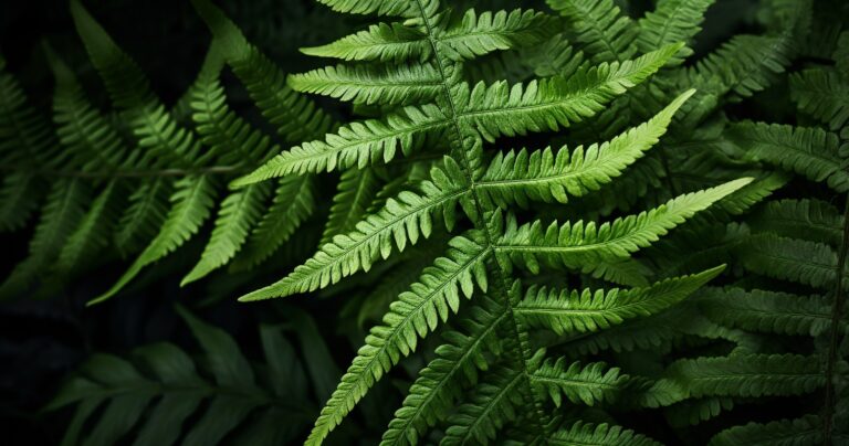 Beautiful Fern in Dimly Lit Corner