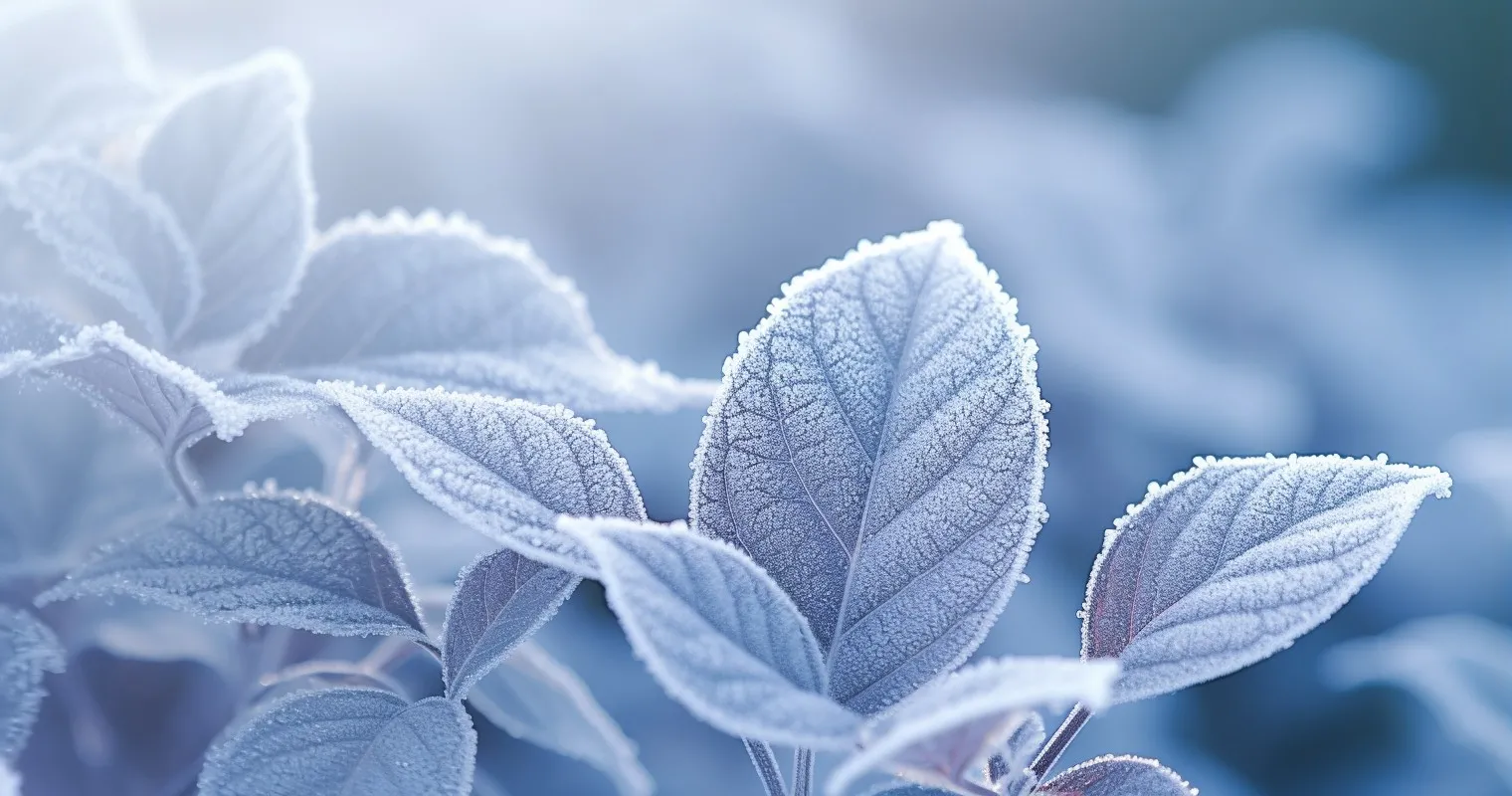 Close-up of frost-covered houseplant leaves