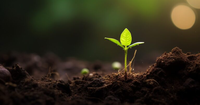 Green Seedling Emerging from Soil