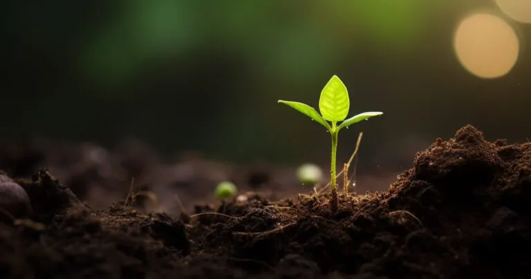 Green Seedling Emerging from Soil