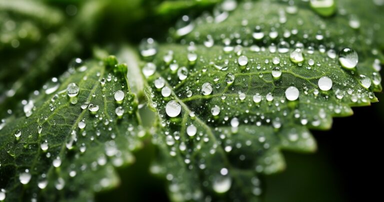 Houseplant Pest Infestation Macro close-up