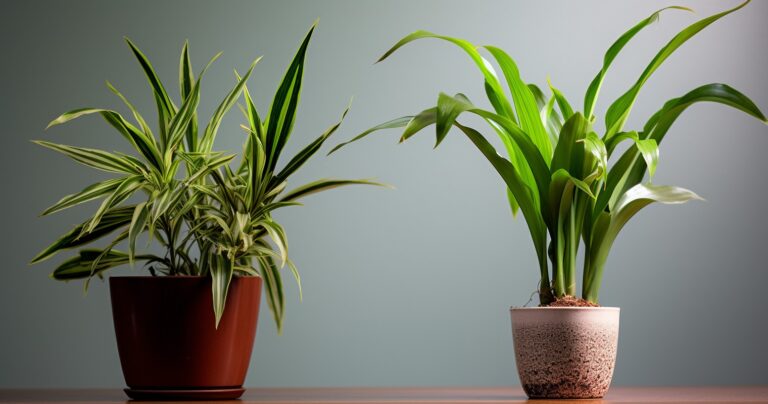 Leggy Houseplants Before and After