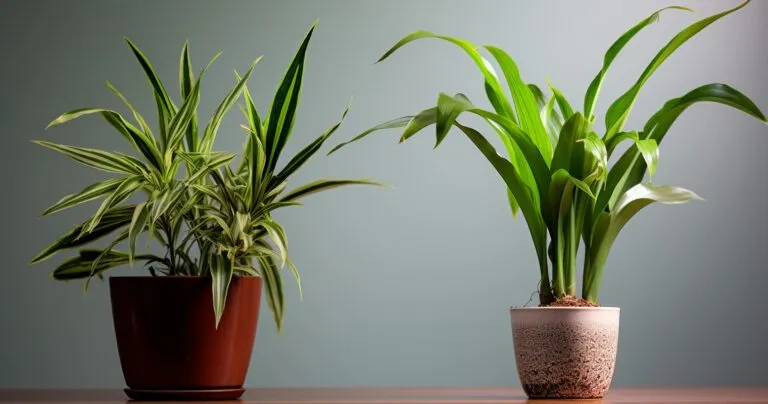 Leggy Houseplants Before and After