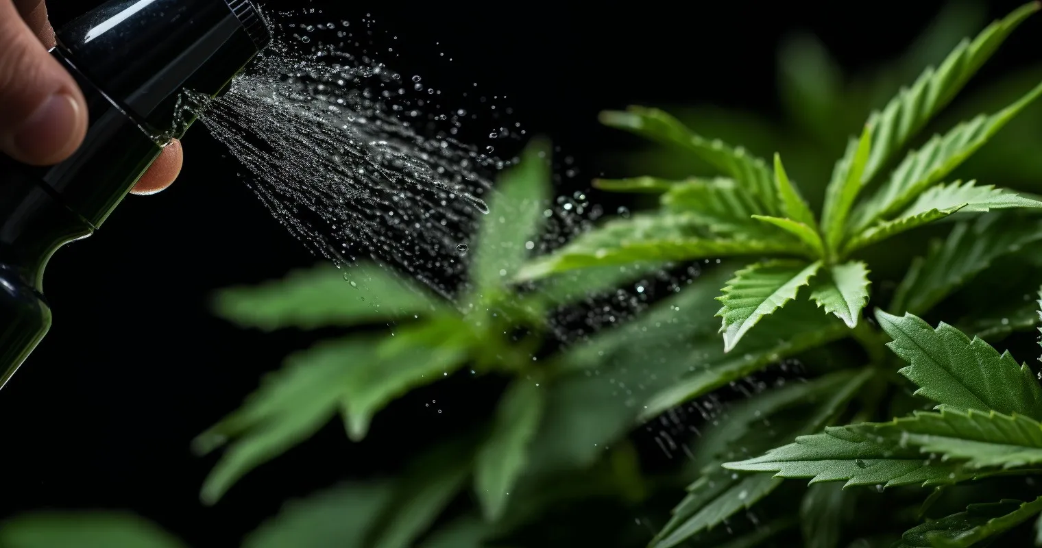 Neem Oil Application
