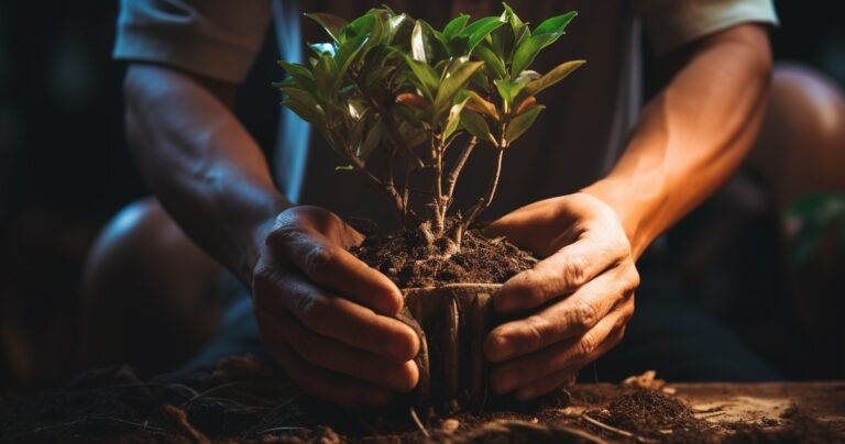Transplanting Houseplants A Close-Up of Rootball Repotting
