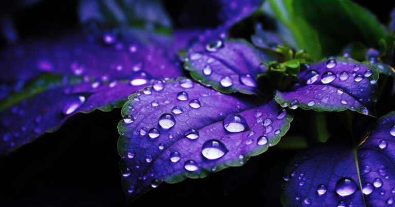 Neem Oil Application On Sensitive Plant Leaves