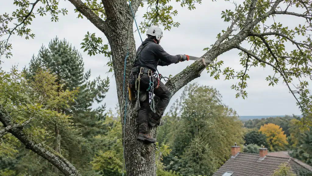 Professional arborist working safely in a tall tree